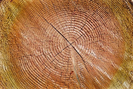 Riesjard Schropp: Cuijk biomassa centrale hout 4