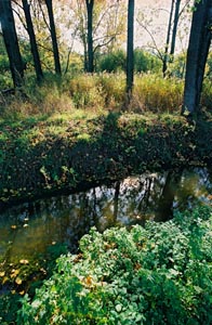 Riesjard Schropp: natuur ontwikkeling bos water